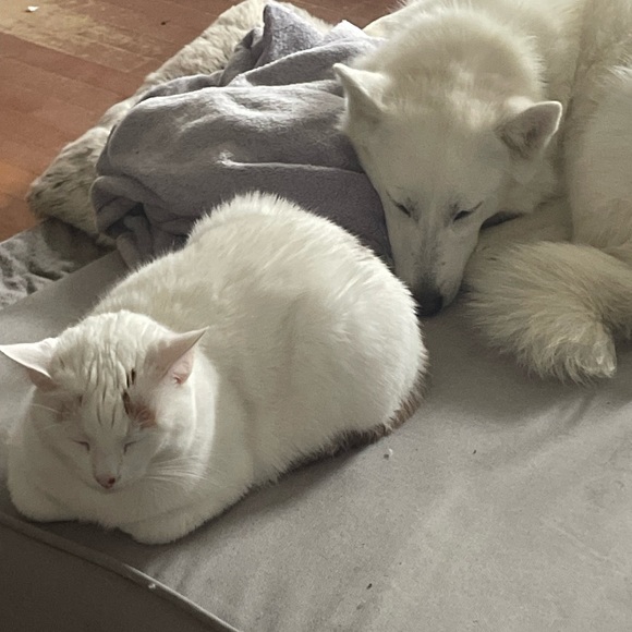 Meet your Posher, Angel - Picture 4 of 8